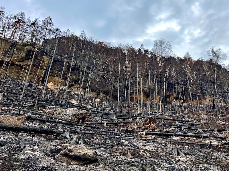 Фото: Чешская Швейцария: сгоревший лес, лес после пожара