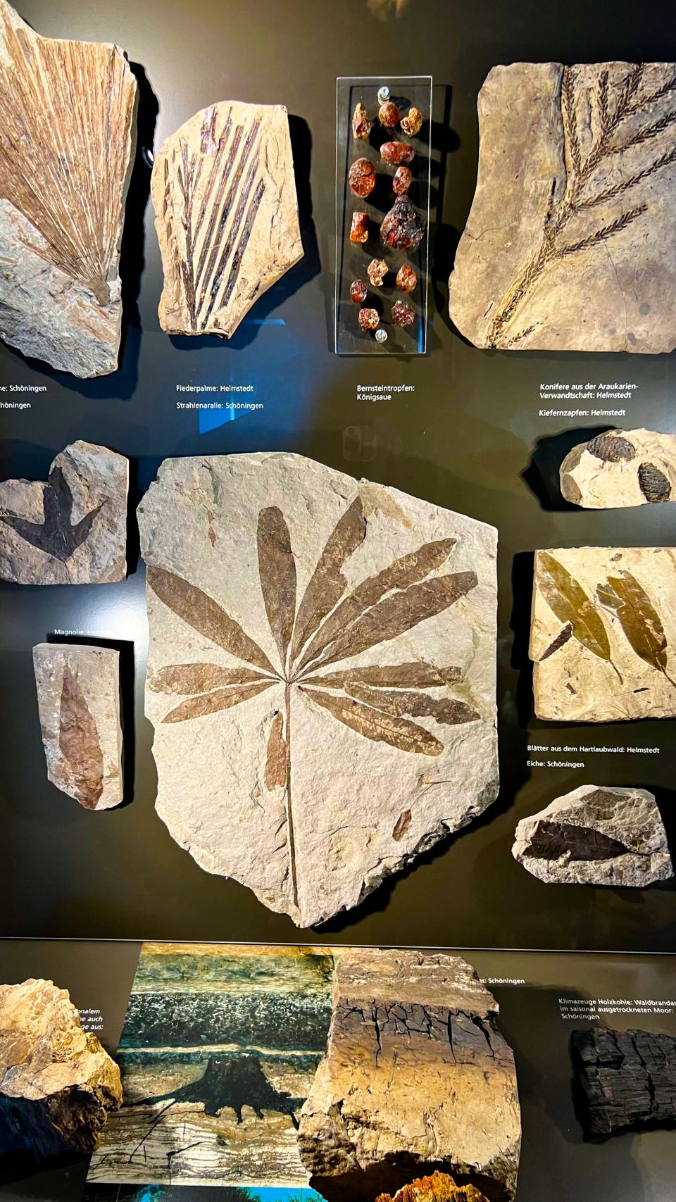 Фото: Фоссилии - остатки растений на камнях, музей в Гарце