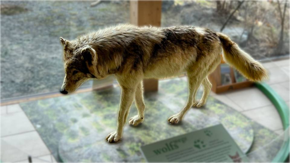 Фото: Чучело волка на выставке в центре для посетителей