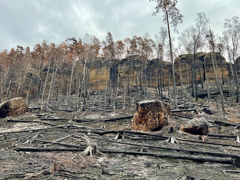 Фото: Выгоревший из-за лесного пожара лес в Эльбских песчаниковых горах