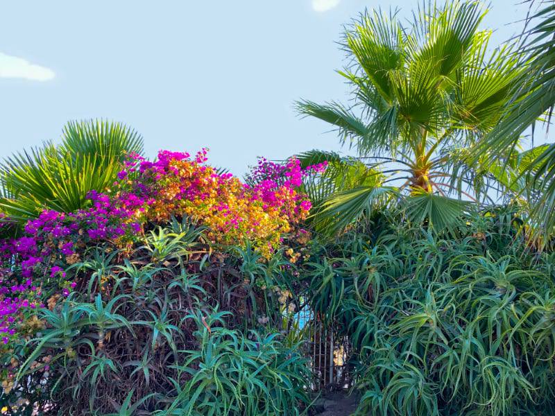 Фото: Кактусы и пальмы на побережье Итальянской Ривьеры