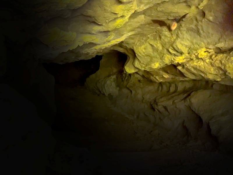 Фото: Летучая мышь в полёте в пещере в горах Лигурии