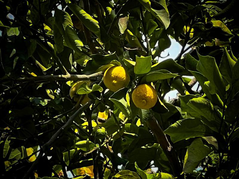 Фото: Флора Италии: лимоны на дереве