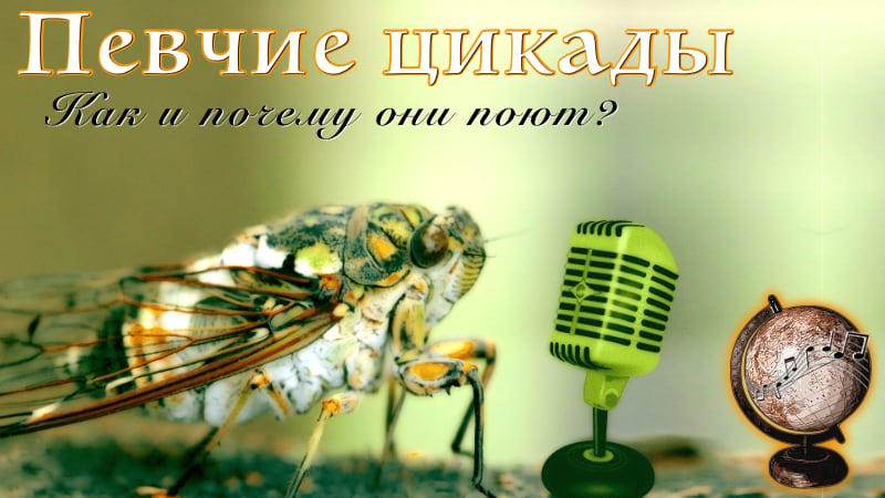Видео: Певчие цикады - вопросы и ответы